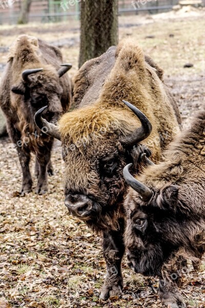 Bison Demonstration Reserve Lowland Wisent Free Photos