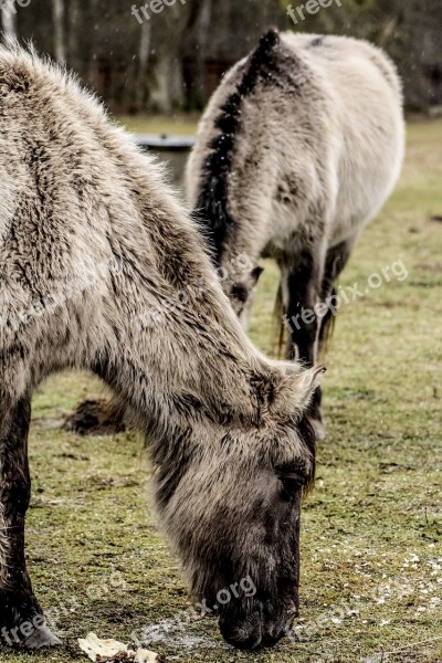 Wild Horse Tarpan Meal Free Photos