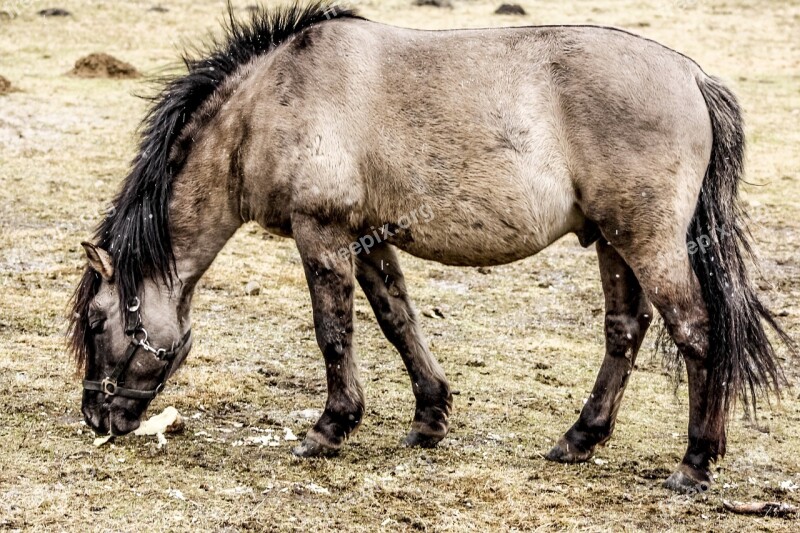 Wild Horse Tarpan As The Undomesticated Tarpan Meal Free Photos