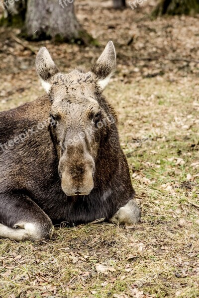 Moose Demonstration Reserve Białowieża Free Photos