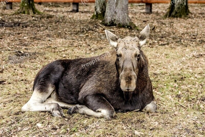 Moose Demonstration Reserve Białowieża Free Photos