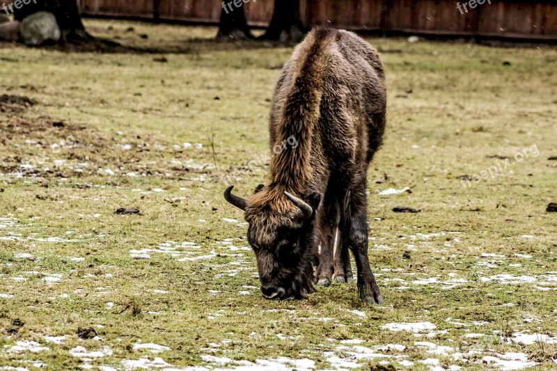 Bison Demonstration Reserve Lowland Wisent Free Photos