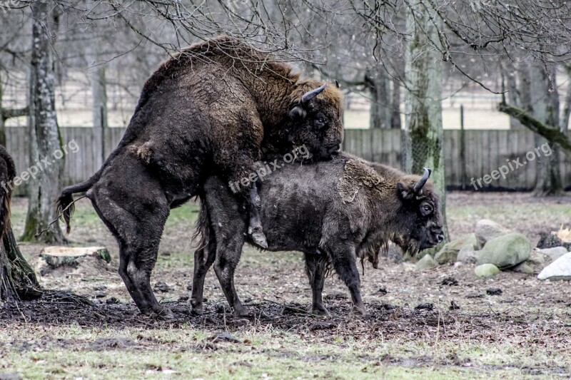 Białowieża Bison Demonstration Reserve Lowland Wisent Reproduction