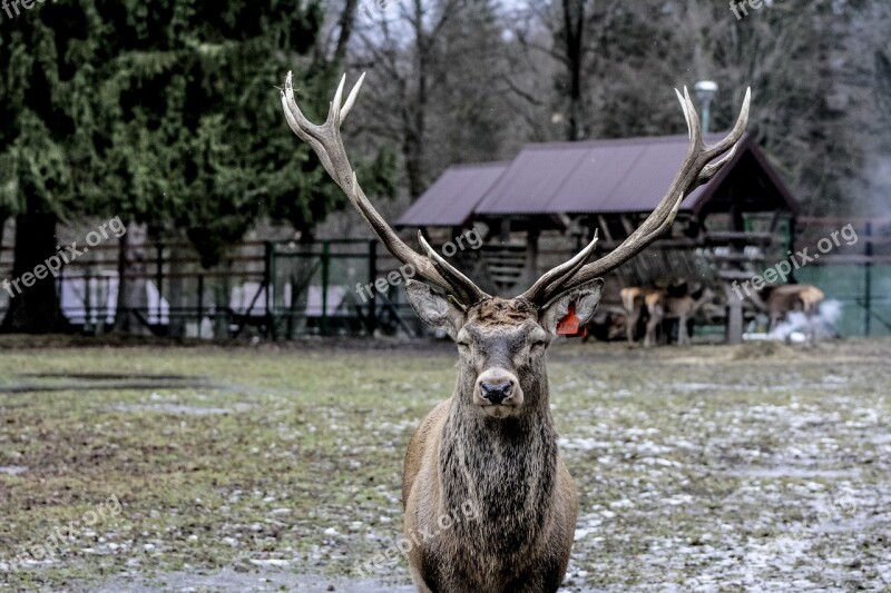 Hart Horns Antlers Free Photos