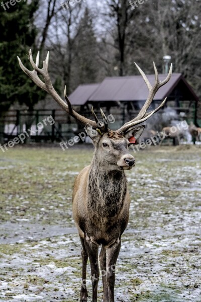 Hart Horns Antlers Free Photos