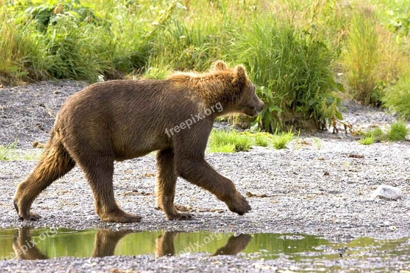 Grizzly Bear Cub Walking Stream Wildlife