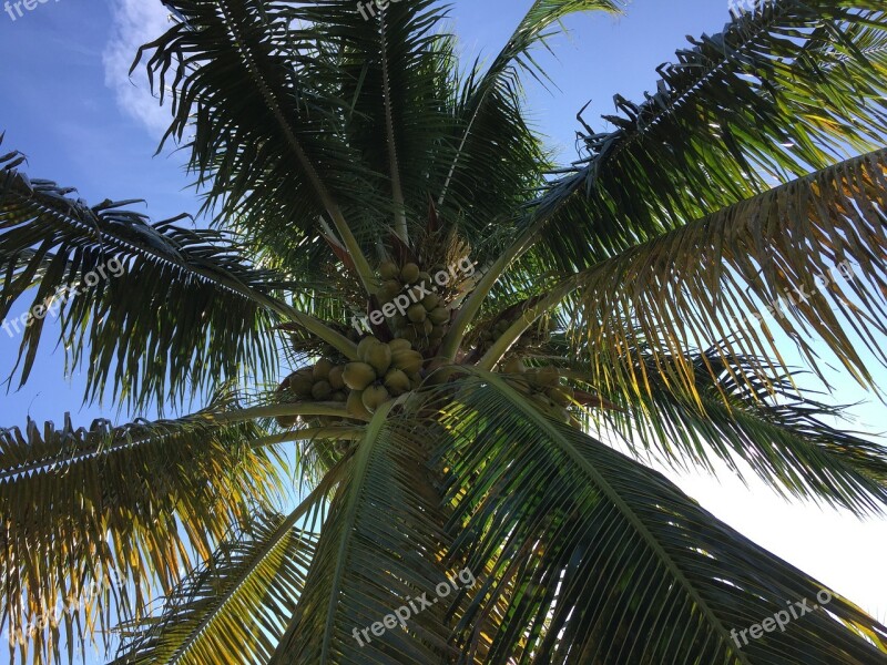 Palm Tree Fronds Sun Sky