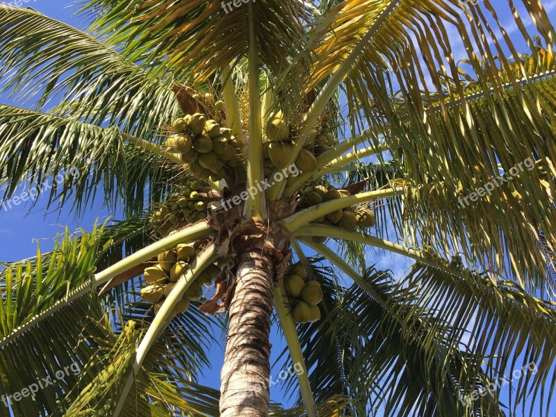 Palm Florida Tree Tropical Nature