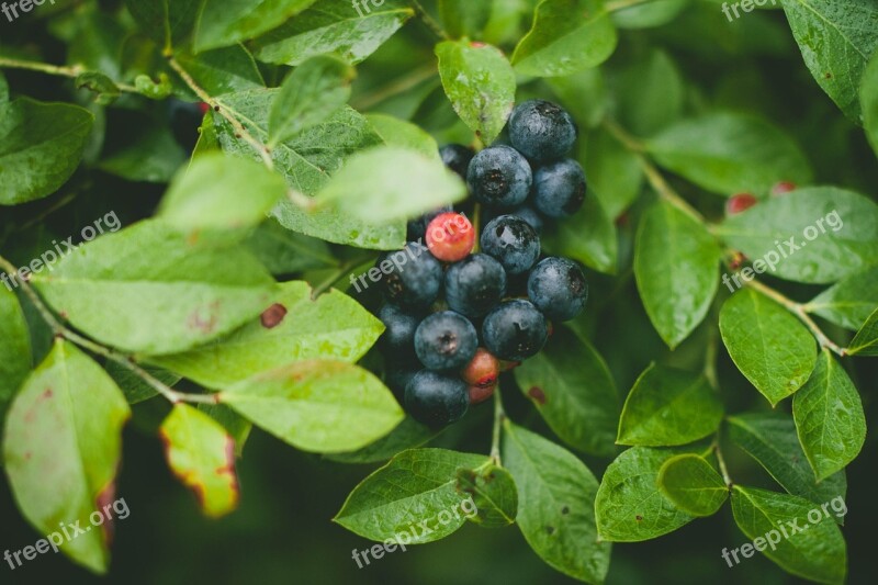 Blueberries Berries Food Fruit Fresh