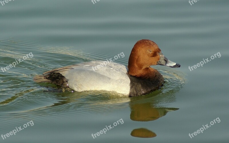 Common Pochard Duck Bird Male Swimming Dive