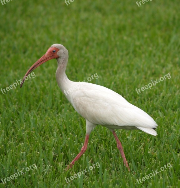 Ibis Tropical Wading Bird Florida