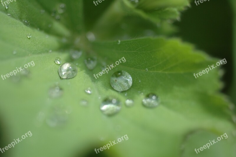 Drop Of Water Leaf Water Green Nature