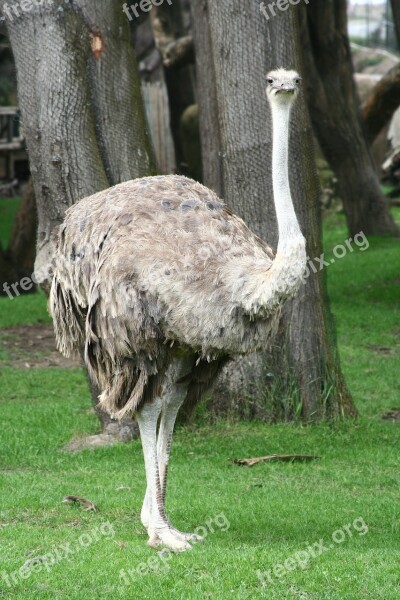 Ostrich Female Bird Wildlife Big