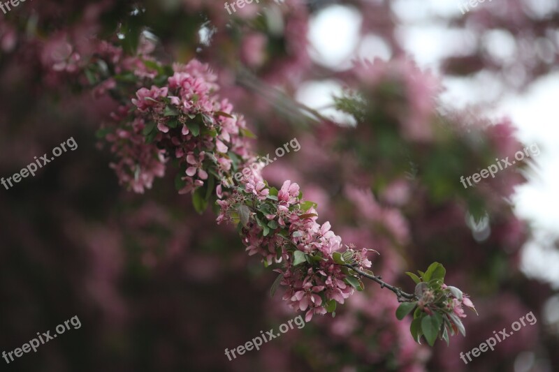 Pink Blossom Nature Tree Branch