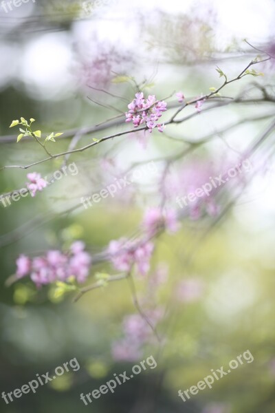 Pink Blossom Nature Tree Branch