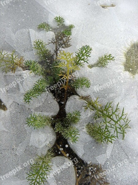 Winter Frost Ice Plant Frozen