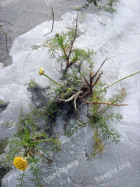 Ice Frozen Plant Flower Yellow