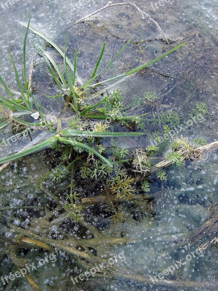 Winter Frost Ice Plant Bubbles