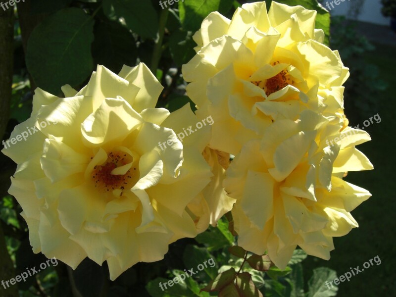 Flower Roses Yellow Romantic Nature