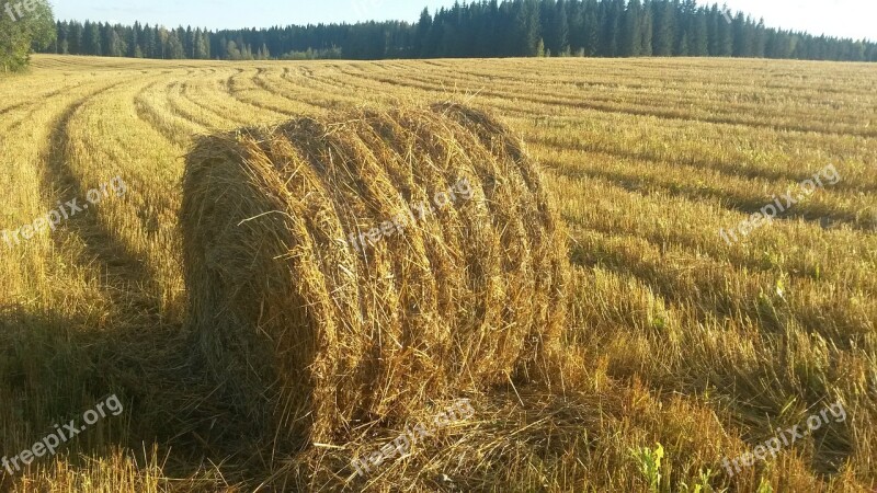 August Straw Bale Field Free Photos