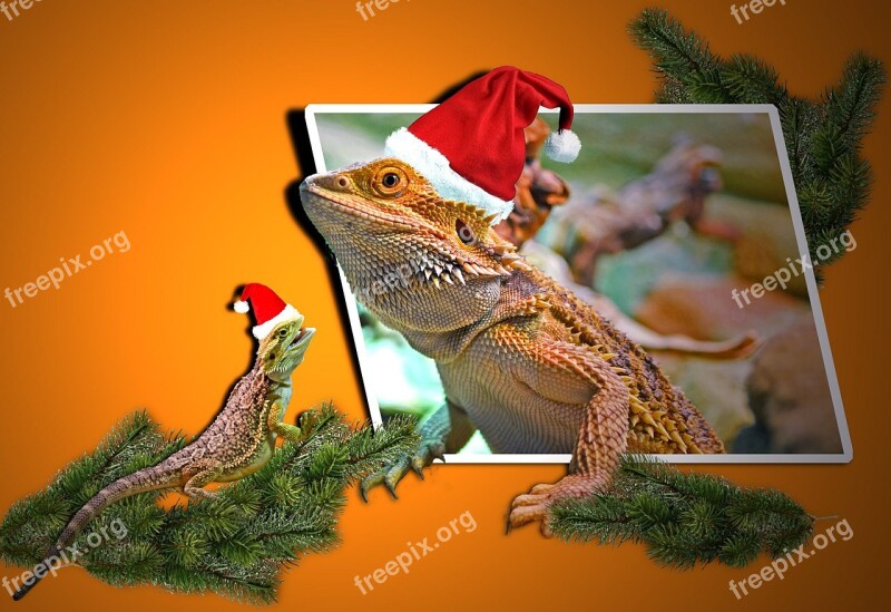 Christmas Animals Lizards Agamas Pogona Bearded Dragons