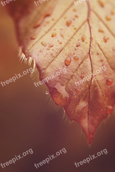 Leaf Drip Drop Of Water Macro Rain