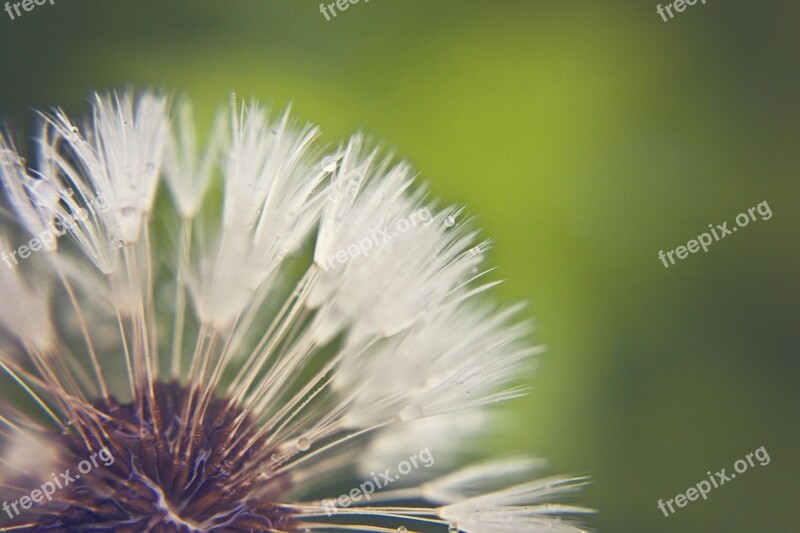 Dandelion Nature Flower Plant Landscape