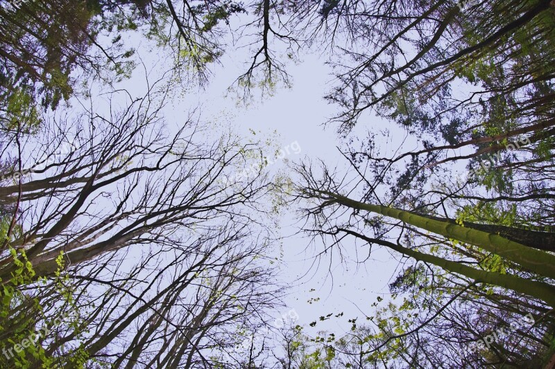 Tree Crown Green Leaves Canopy