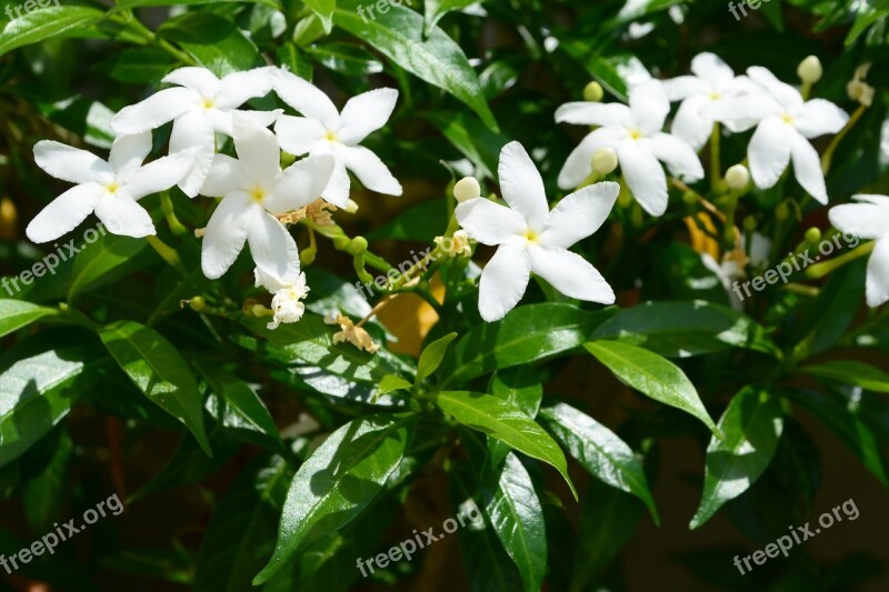 Flower White Leaf Plant Green