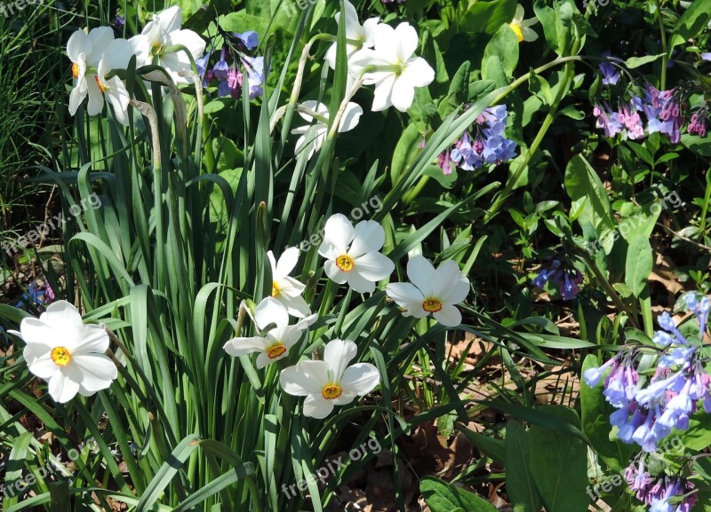 Daffodils Central Park Spring Nature Narcissus