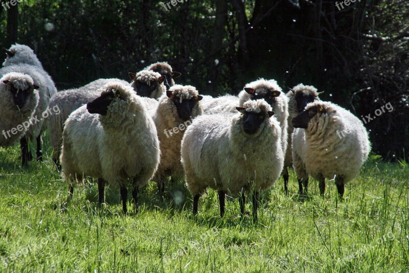 Nature Sheep Silent Rest Free Photos