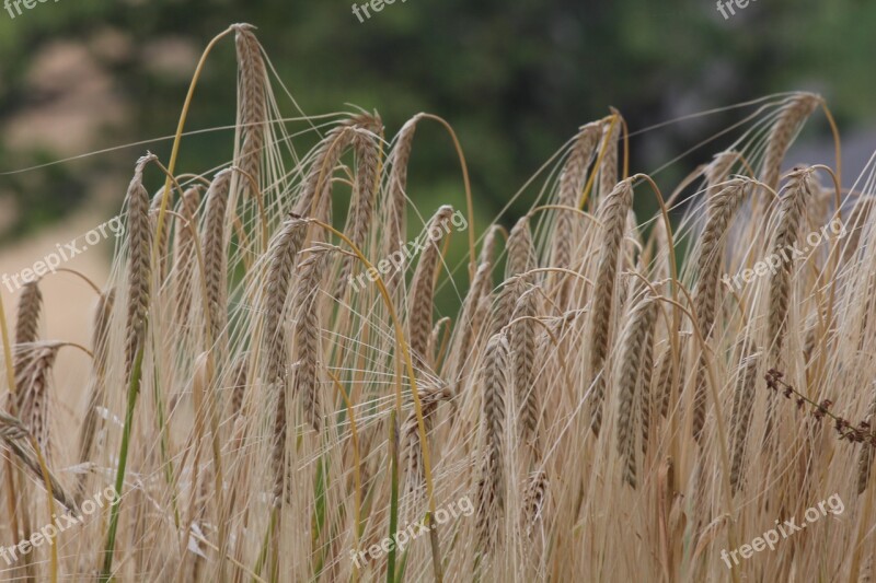 Wheat Salman Field Free Photos