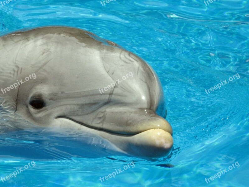 Dolphin Mammal Marine Animal Flipper