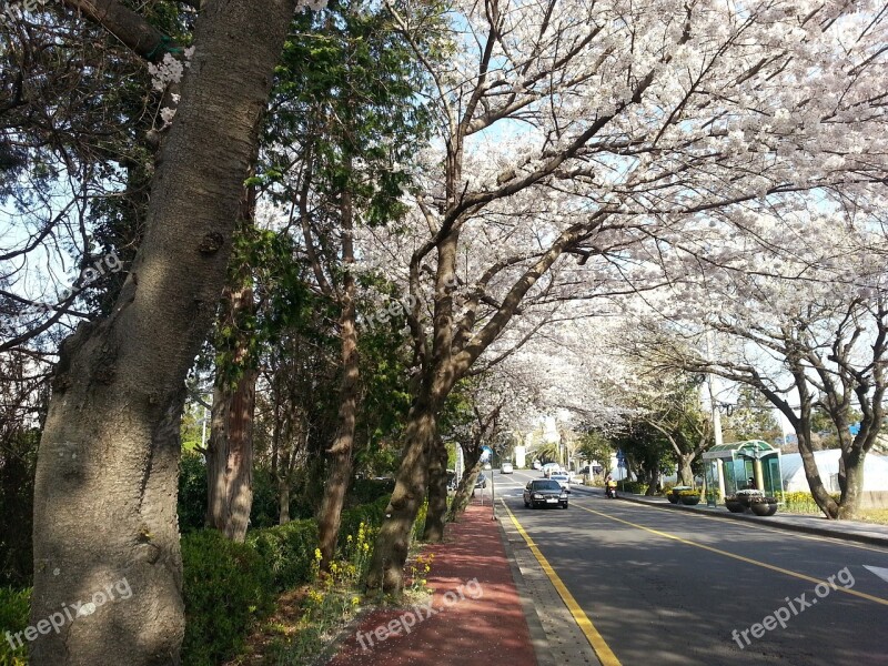 Jeju Island Korea Jeju Cherry Blossoms Flowers