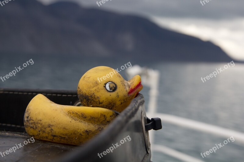 Duck Arctic Sea Free Photos