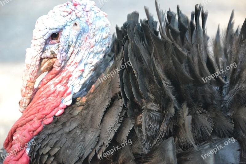 Turkey Poultry Living Nature Feathers Portrait