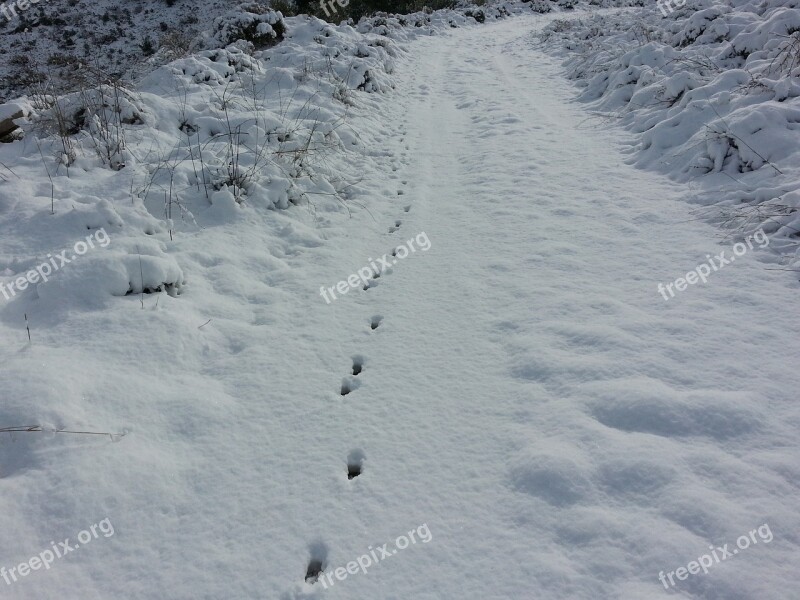 Snow Path Trail Winter Nature