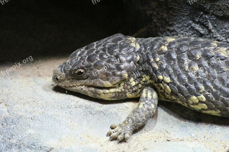 Lizard Reptile Pinecone Lizard Tiliqua Rugosa Skinks