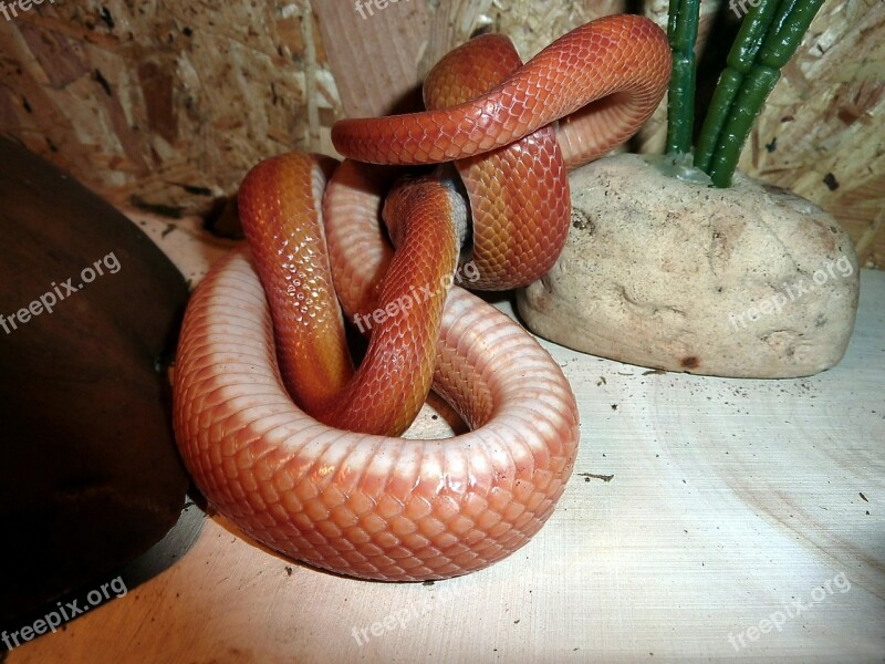 Corn Snake Snakes Terraristik Non Toxic Scale