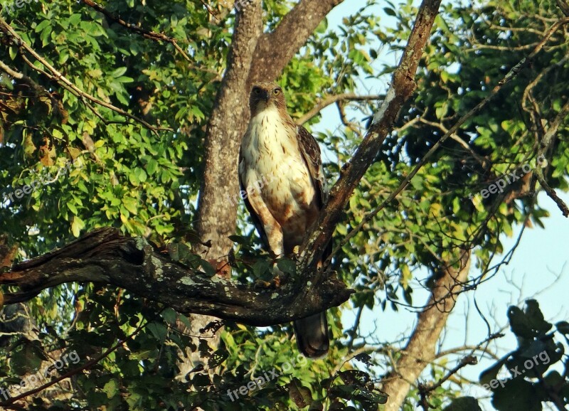 Eagle Changeable Hawk-eagle Crested Hawk-eagle Nisaetus Cirrhatus Bird