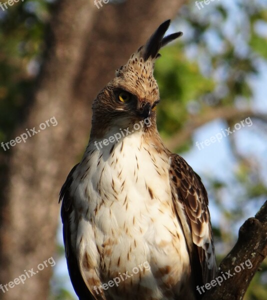 Eagle Changeable Hawk-eagle Crested Hawk-eagle Nisaetus Cirrhatus Bird