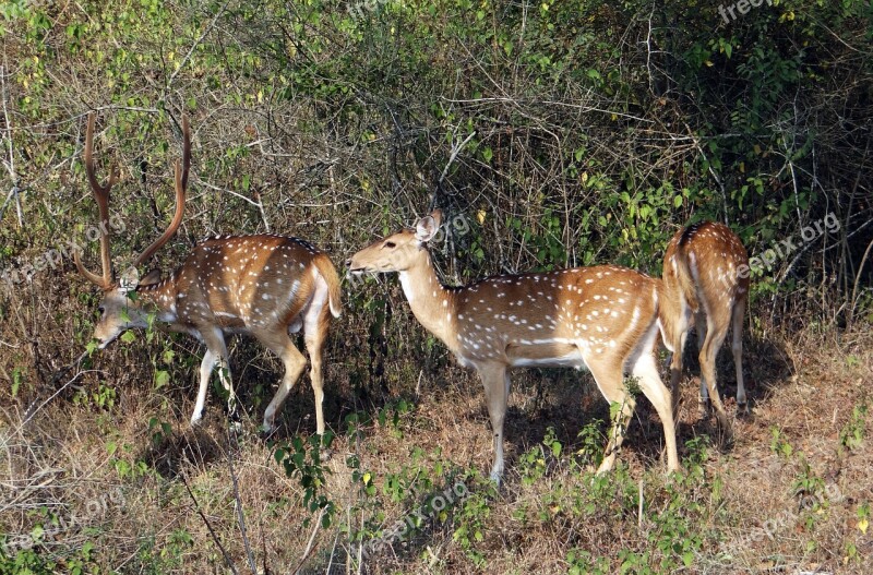 Spotted Deer Chital Axis Axis Deer Wildlife