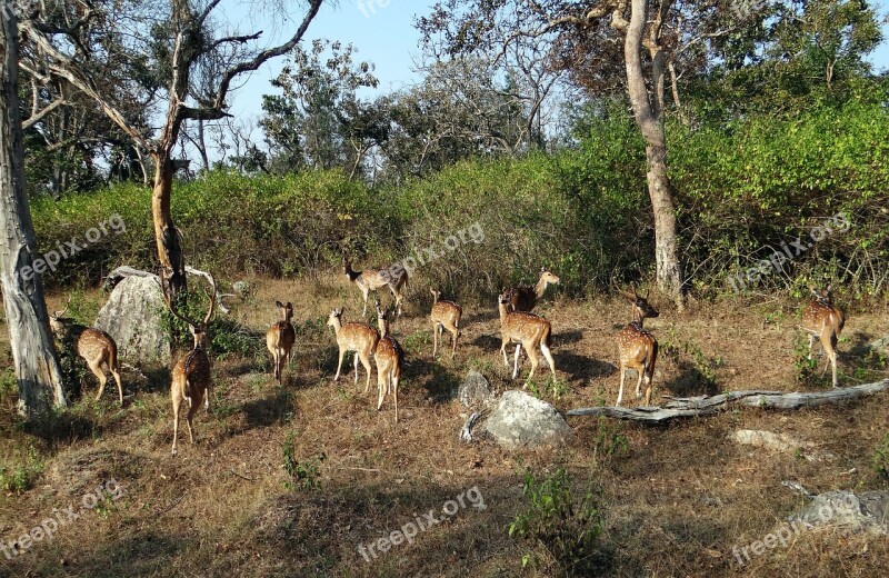 Spotted Deer Chital Axis Axis Deer Wildlife