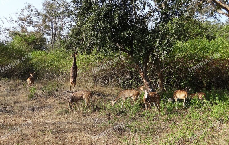 Spotted Deer Chital Axis Axis Deer Wildlife