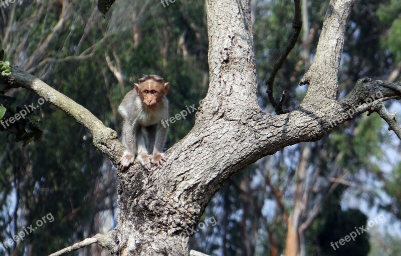 Bonnet Macaque Baby Fauna Wild Wildlife