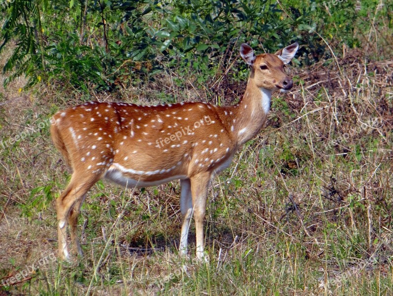 Spotted Deer Chital Axis Axis Deer Wildlife