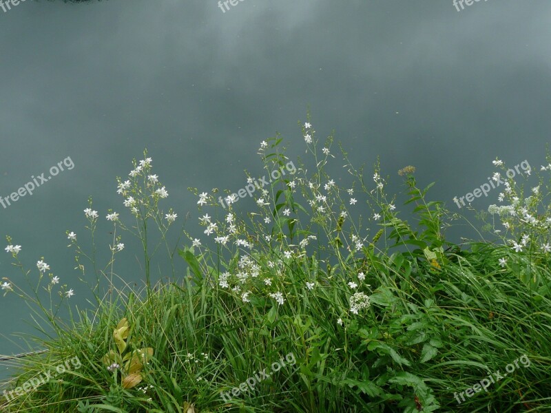 Flowers Sky Nature Grass Mystical