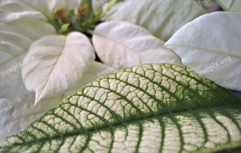 Poinsettia Leaf White Flower Christmas Flower