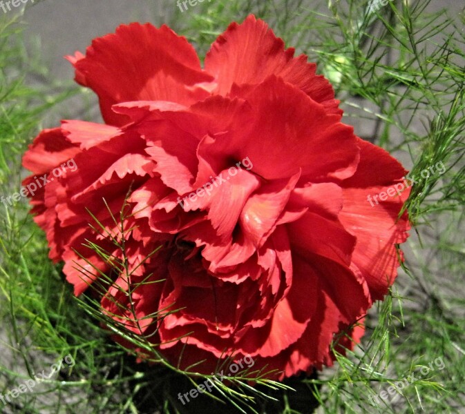 Red Carnation Fern Garden Flower Free Photos