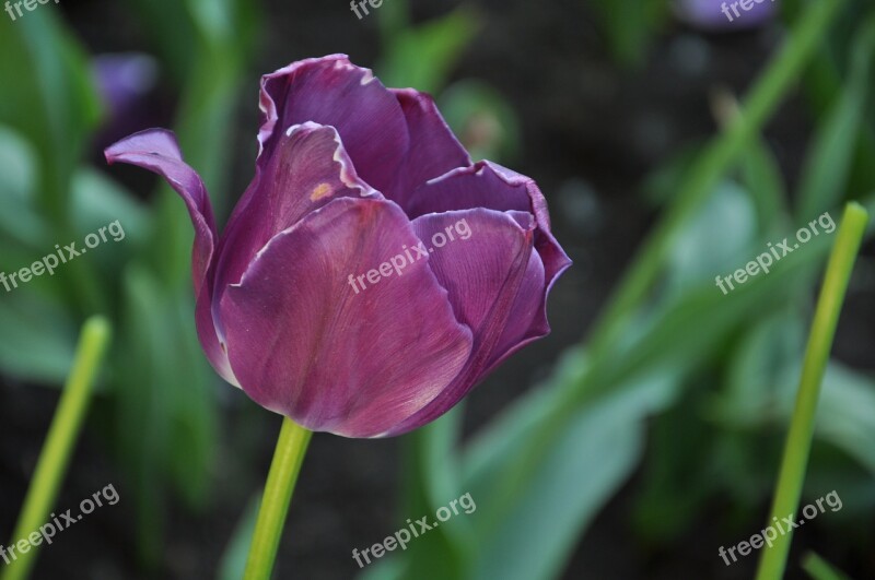 Flowers Flora Tulips Burgas Free Photos